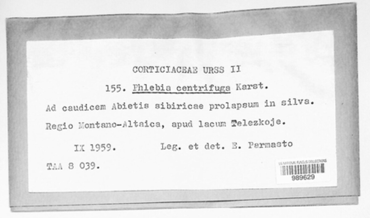 Hermanssonia centrifuga image
